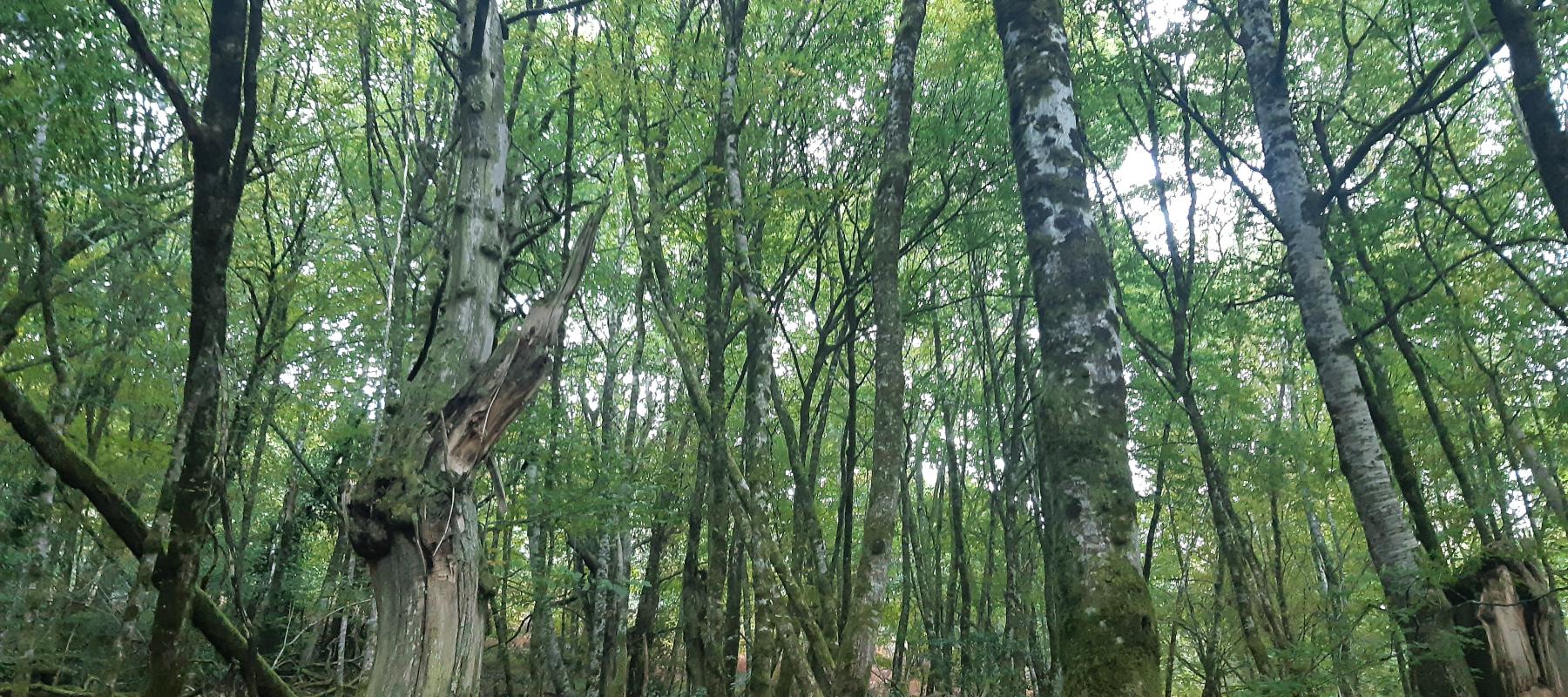 Forêt et arbres morts