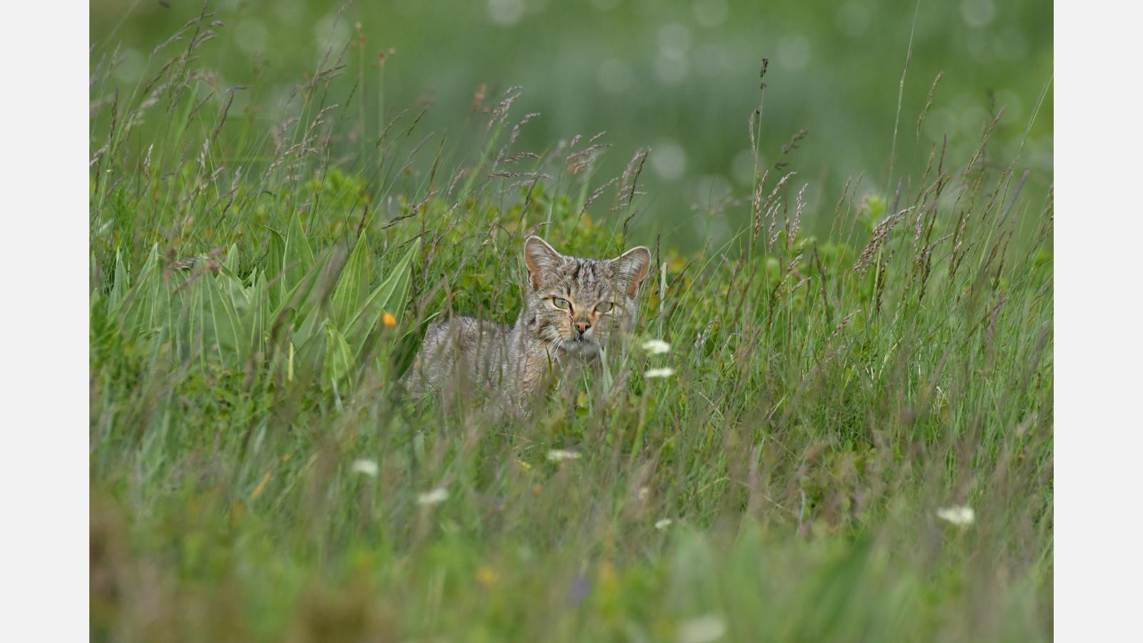 Chat sauvage © Christian Bouchardy