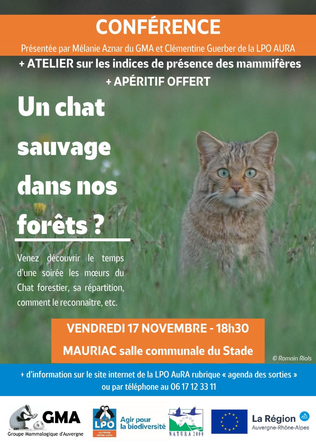 Affiche conférence Chat forestier du 17 novembre 2023