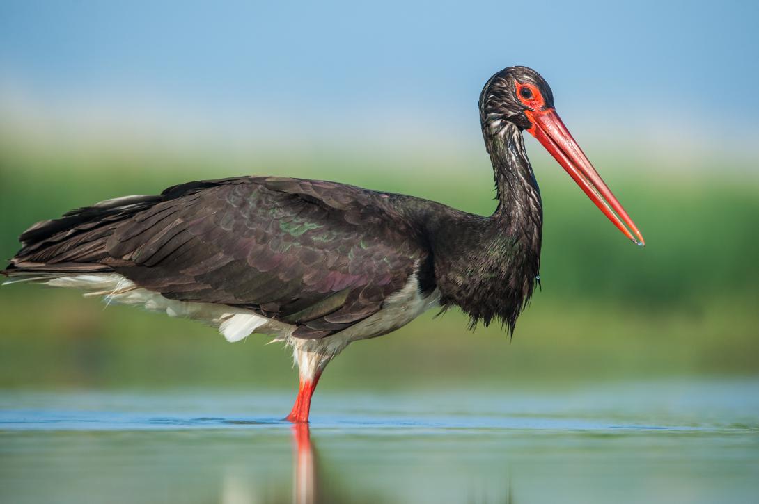 Cigogne noire