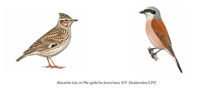 Illustration Alouette lulu et Pie-grièche écorcheur F.Desbordes